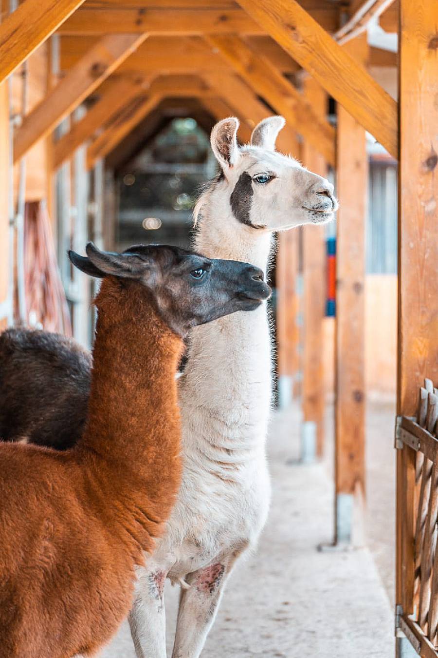 Tierwelt Rolf's Streichelzoo